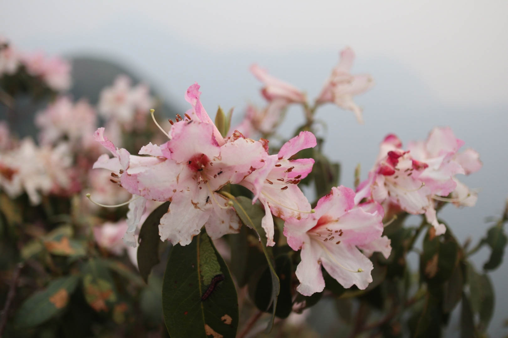 Trekking Bạch Mộc Lương Tử (Kỳ Quan San) có gì?