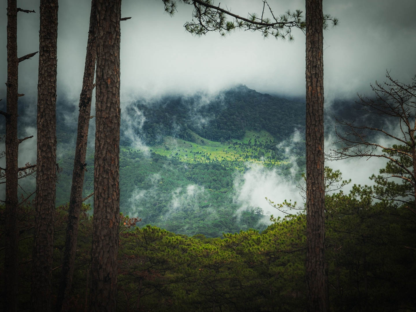 Bidoup Tà Giang - Sự giao thoa của núi cao đến miền cỏ hát